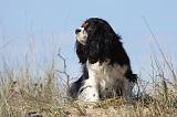 CAVALIER KING CHARLES 337